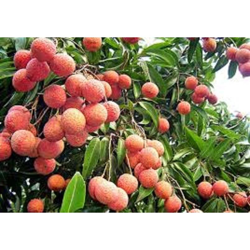 Cây giống VẢI THIỀU CHIẾT Cây giống chuẩn F1 gửi đi nguyên bầu
