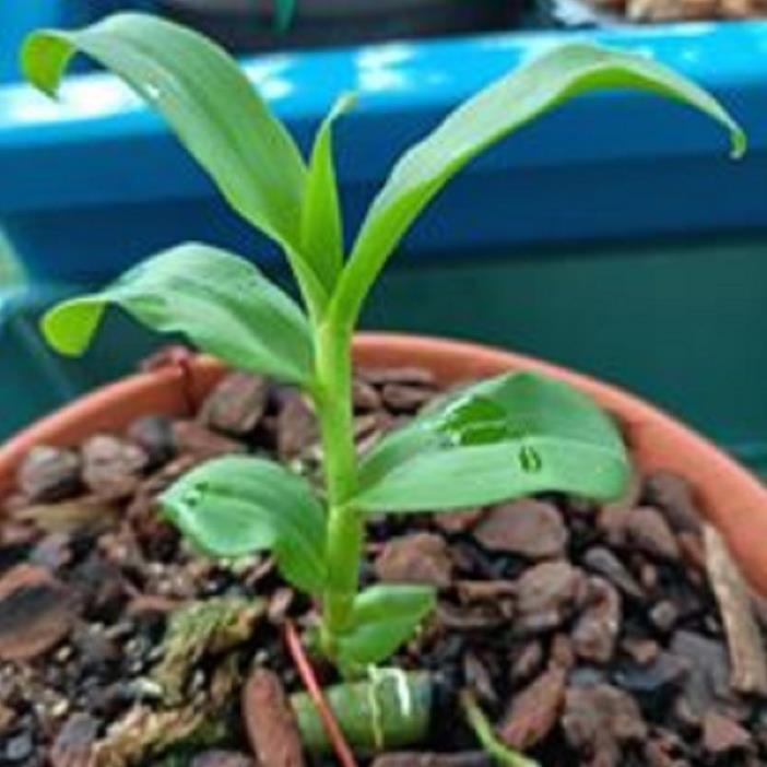 Sản Phẩm Hoa lan- hồng yên thủy