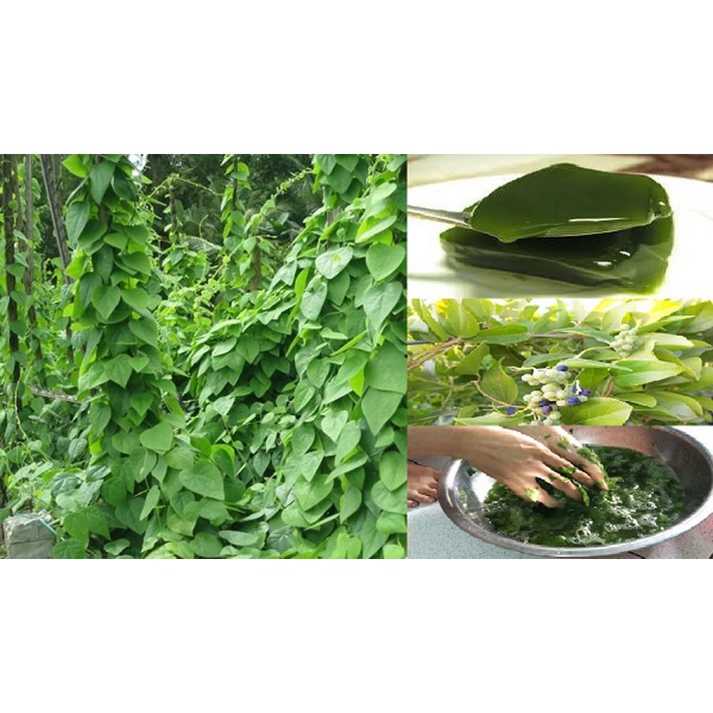 HẠT GIỐNG SƯƠNG SÂM LÔNG