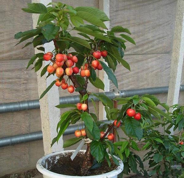 Cây cherry, giống cây cherry sắp quả, gửi nguyên bầu