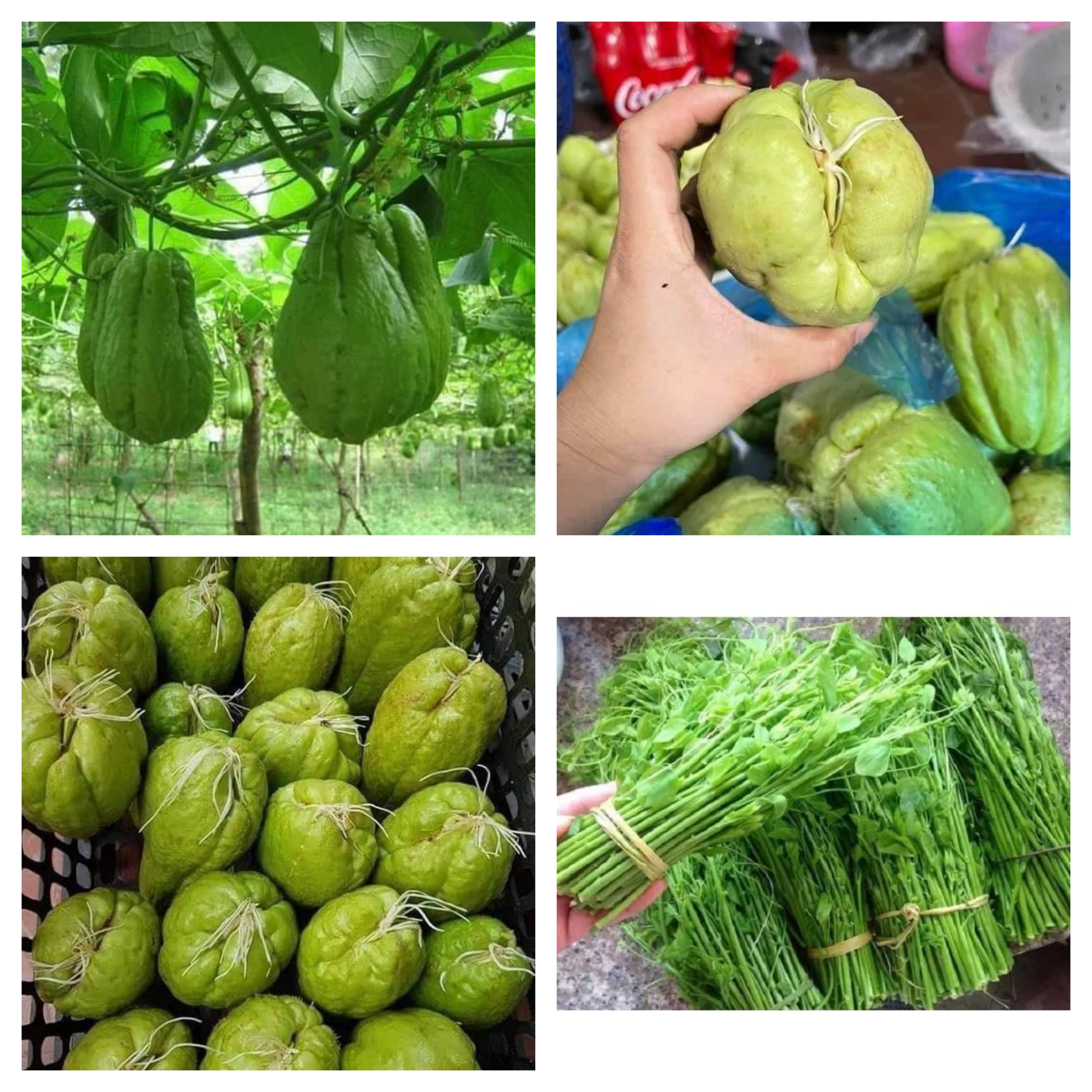 2 trái su su giống
