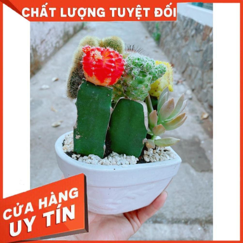 Chậu xương rồng tiểu cảnh
