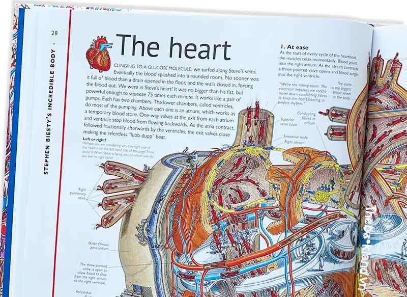 Stephen Biesty's Incredible Body Cross-Sections