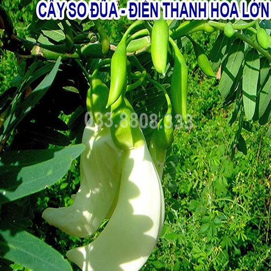 5 Loại Hạt Cỏ Chăn Nuôi Phổ Biến Nhất - Cỏ Mulato II,Voi Lai, Keo Dậu, So Đũa, Alfalfa