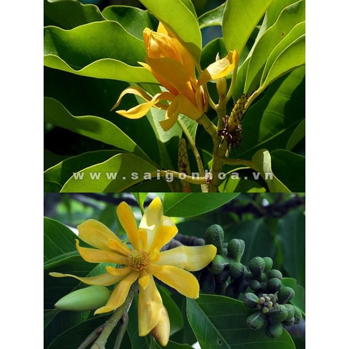 CHẬU CÂY HOA NGỌC LAN HOA VÀNG - CÂY CHOAI LỚN, SẮP HOA
