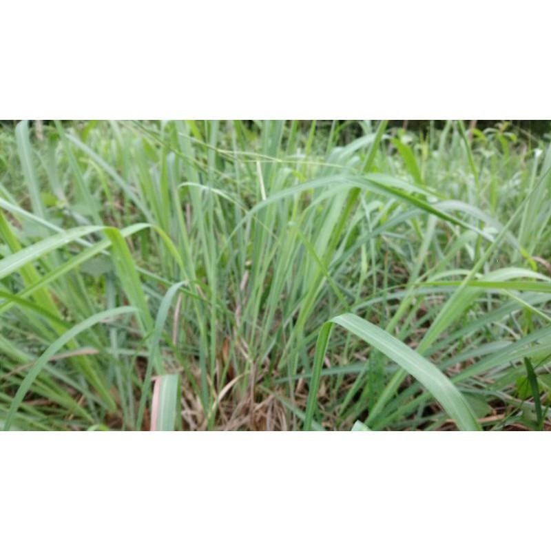 1kg tép giống sả Java thơm giúp đuổi muỗi, nấu nước tắm, tinh dầu