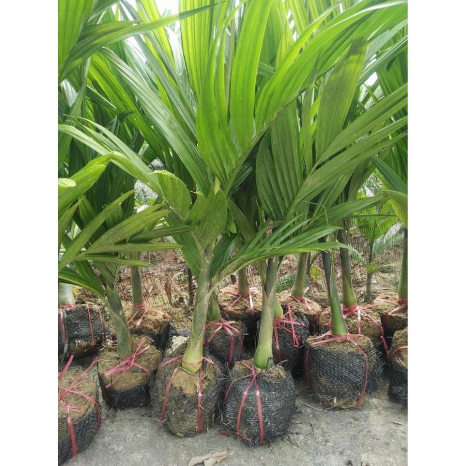 Cây giống CAU TỨ QUÝ - Giống chuẩn F1