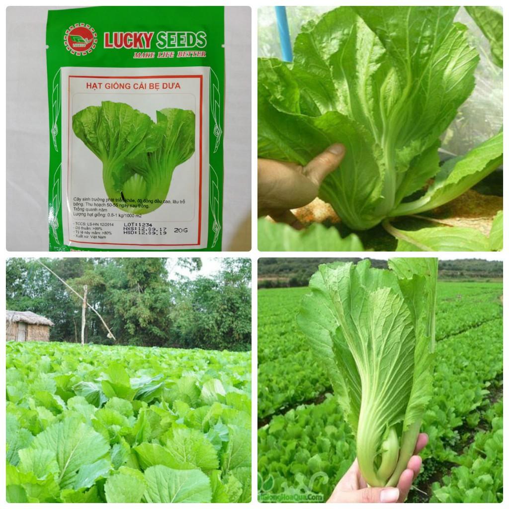 Hạt Giống Cải Bẹ Dưa Cao Sản, Giòn Ngọt - 20 gr/gói