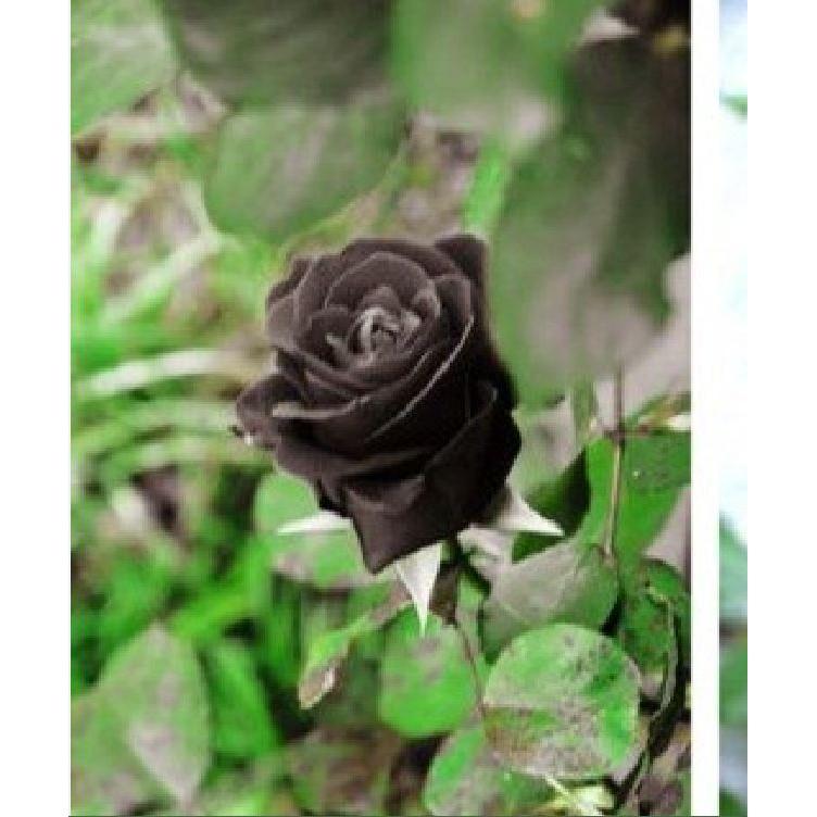 Hạt giống hoa hồng đen 20 hạt