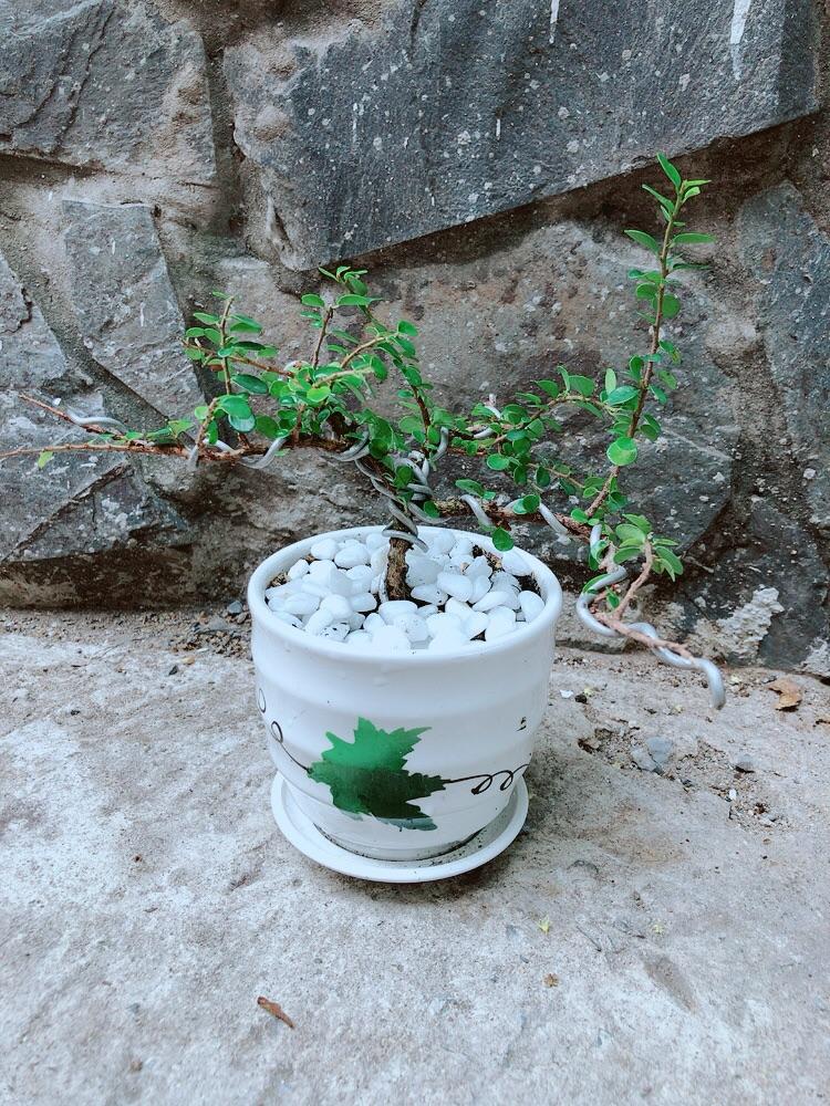 Chậu Cây Sam Núi