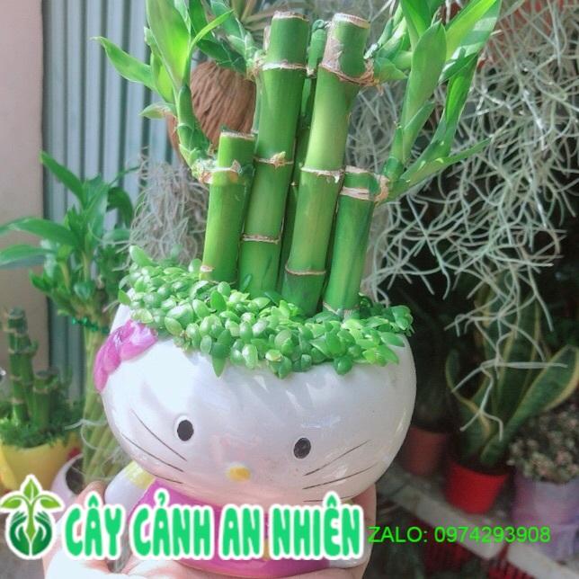 Chậu Trúc Phát Tài