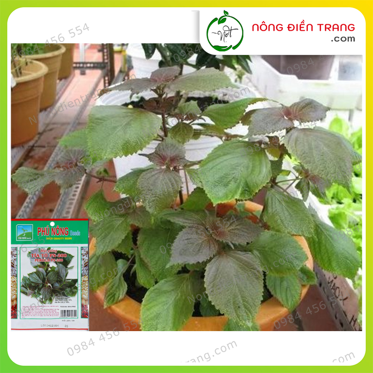 Hạt giống Rau Tía Tô Cao Sản Phú Nông - Gói 2g - Dễ trồng, dễ chăm sóc, không kén đất, kháng bệnh tốt VTNN Nông Điền Trang