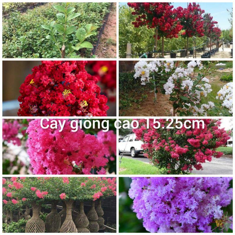 Cây giống tường vi đỏ. hồng.