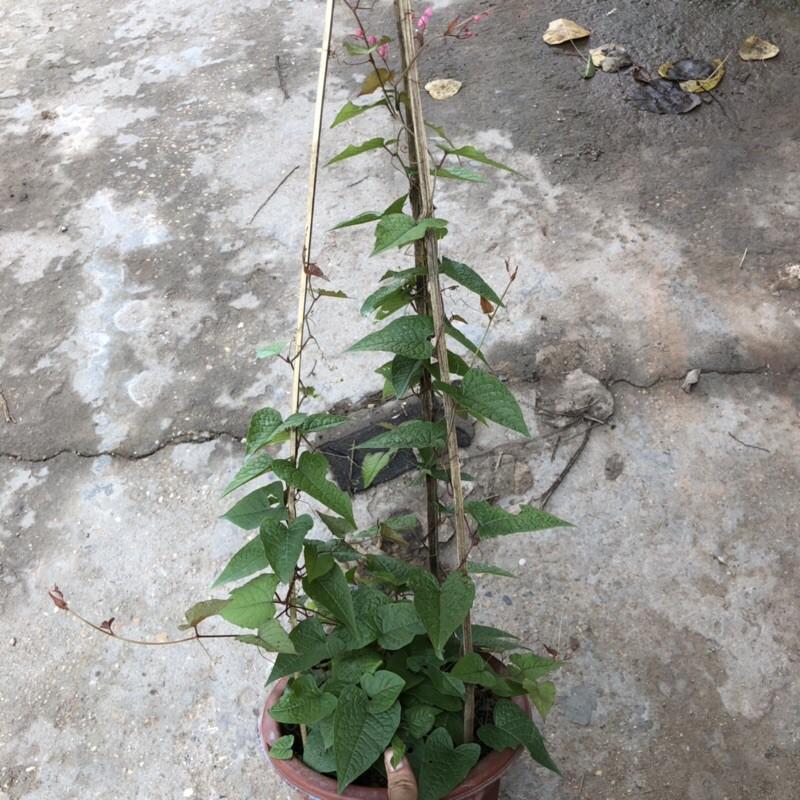Cây hoa tigon size to, ngọn leo 40cm độ che phủ cực tốt thích nghi đủ loại thời tiết thích hợp làm cây leo giàn