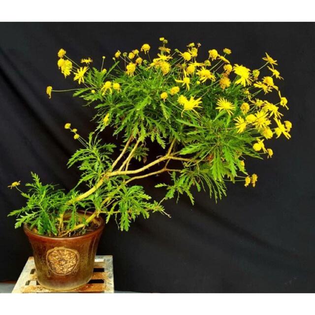 Hạt Giống Hoa Cúc Thân Gỗ-Bonsai -