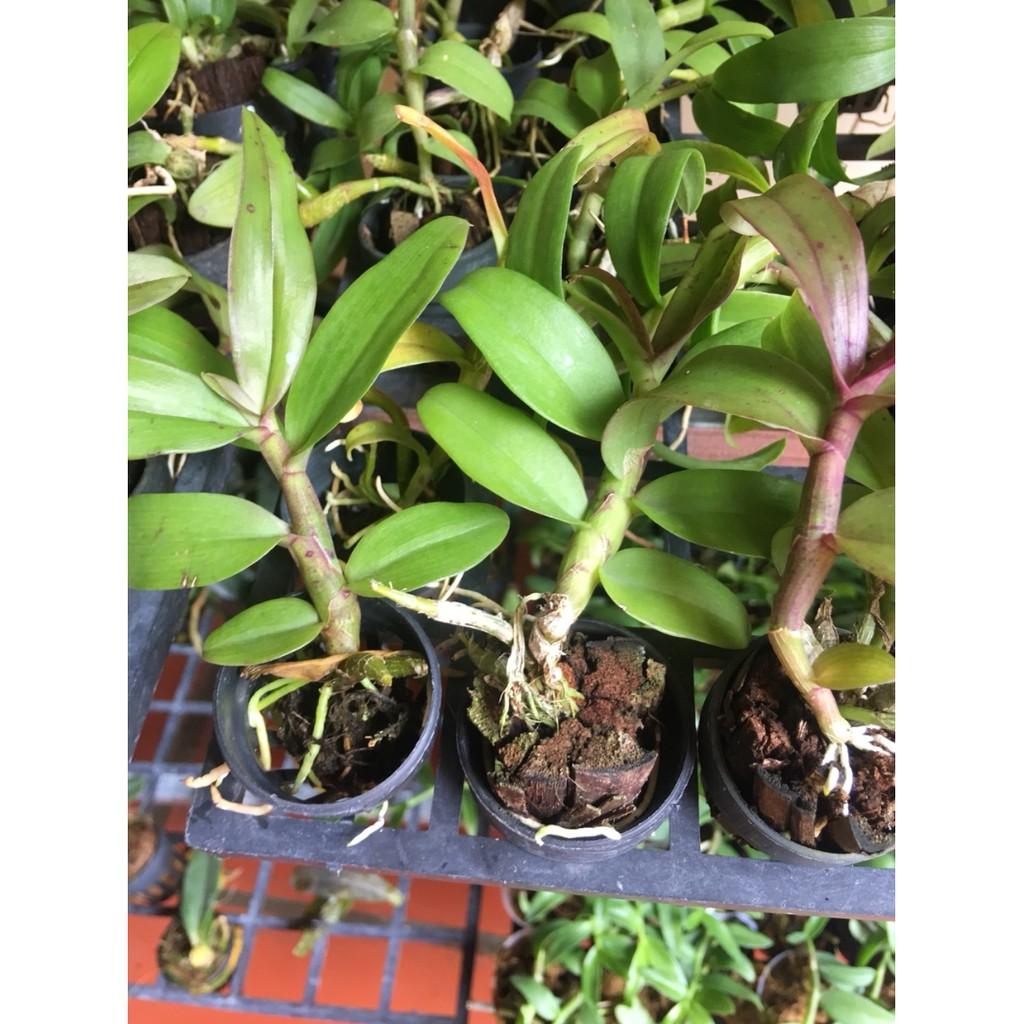 Trầm siêu tím - cây giống