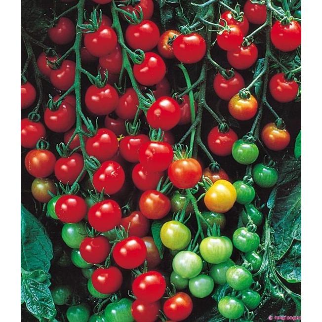 Hạt giống cà chua bi chùm quả đỏ - Gói 20 hạt/tặng kèm gói phân bón lót