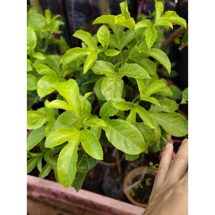 Cây giống chanh dây thái lan