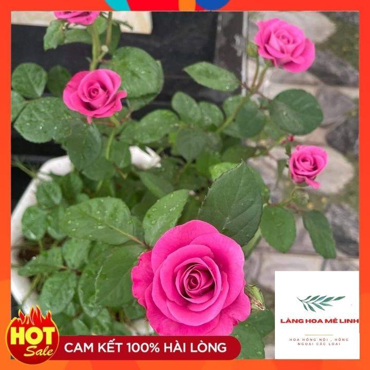 Hoa Hồng Tezza Tím – Hoa hồng bụi nhiệt đới căng tràn sức sống
