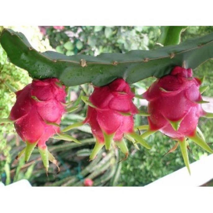 CÂY GIỐNG CÂY THANH LONG VỎ ĐỎ RUỘT TRẮNG MỌNG THỊT BÌNH THUẬN, QUẢ SỚM, SIÊU QUẢ , SIÊU NGỌT, SIÊU NĂNG SUẤT
