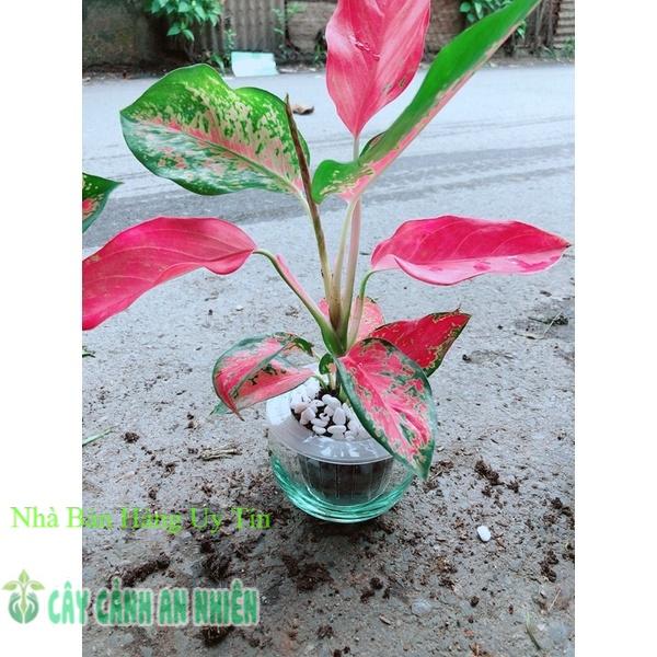 Chậu Cây Huyết Rồng Thuỷ Sinh