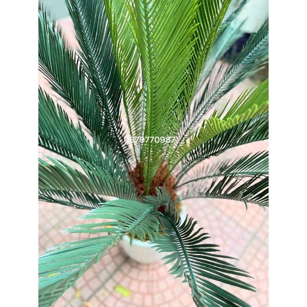 Cây vạn tuế giả cao 110cm