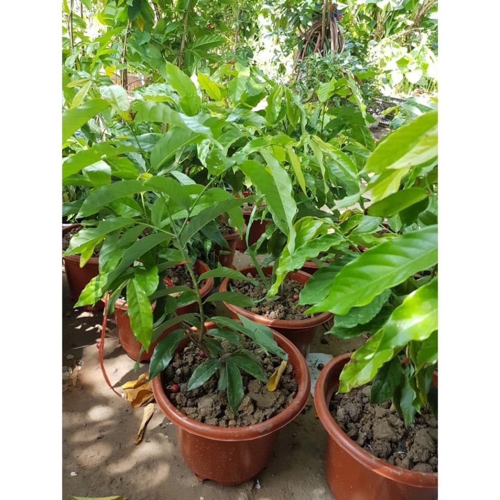 Cây hoa dẻ bầu lớn, gửi đi nguyên bầu, đang hoa sắp hoa, hoa thơm miễn chê