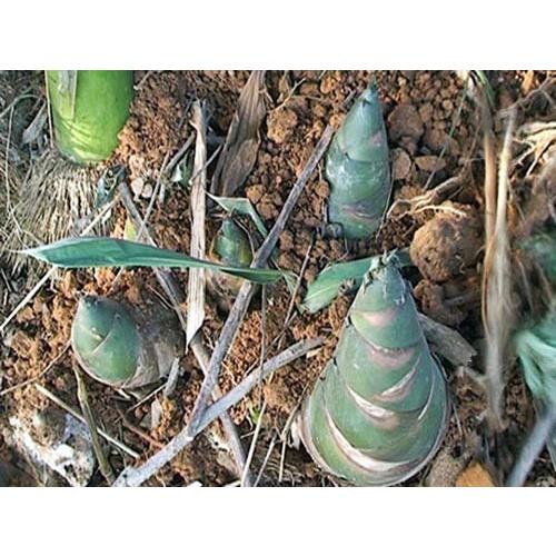 Cây măng tre bát độ giống