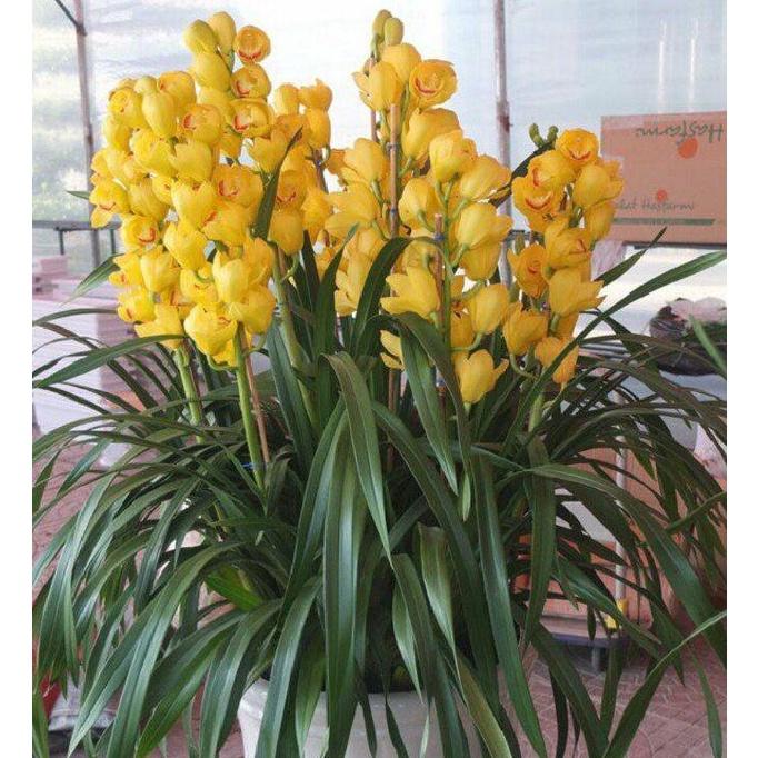 Củ giống hoa địa lan santo hoa màu vàng - 1 củ
