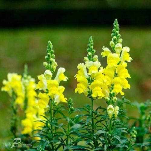 Hạt giống hoa mõm sói màu vàng -gói 100 hạt