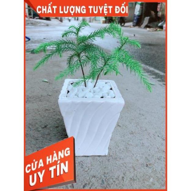 Chậu Tùng Bách Tán