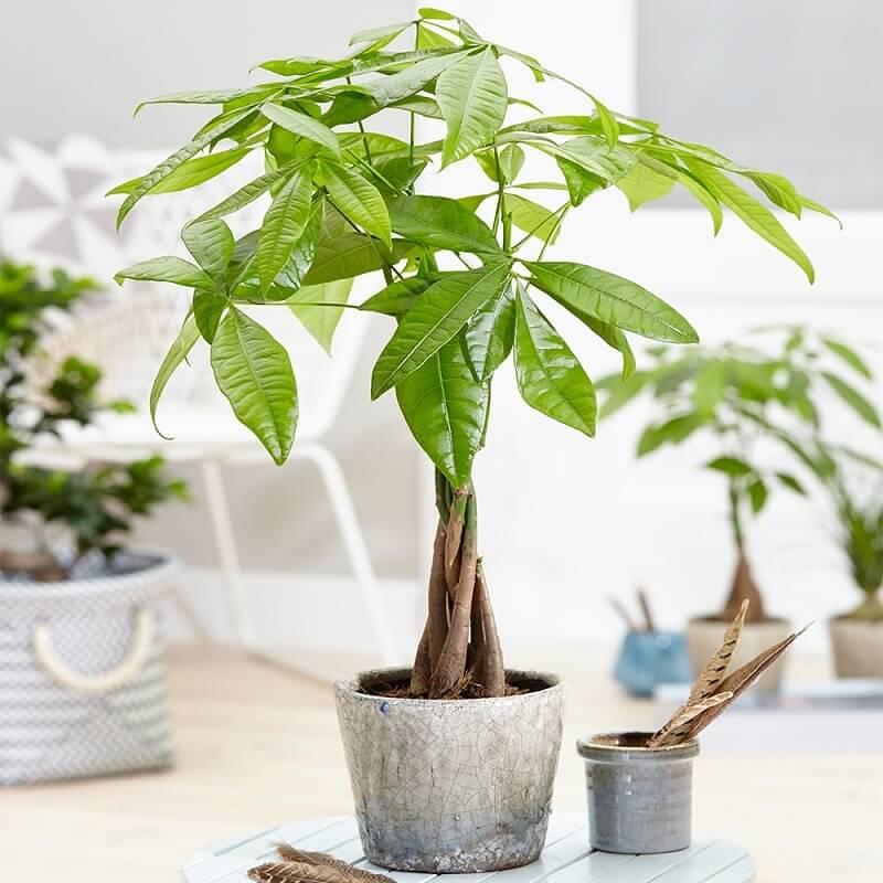 Phân bón cho cây kim tiền, trầu bà, lưỡi hổ, cau cảnh... (các loại cây cảnh lá và Monstera)