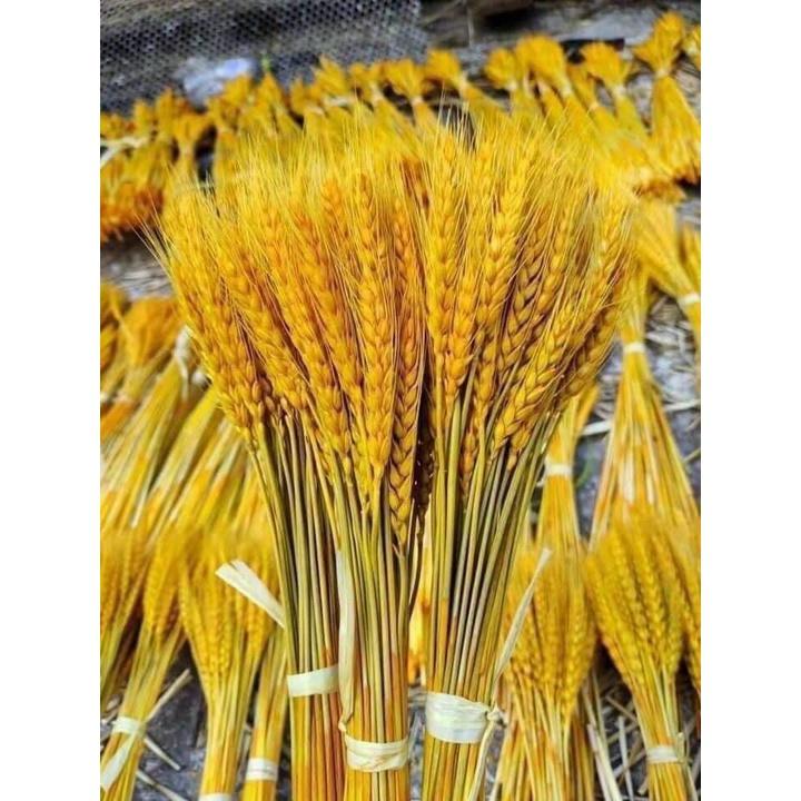 Bó hoa lúa mạch vàng 100 bông decor trang trí nhà cửa -❖Khuyenmai247❖