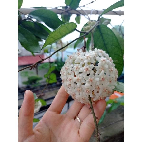 Cẩm cù carosa