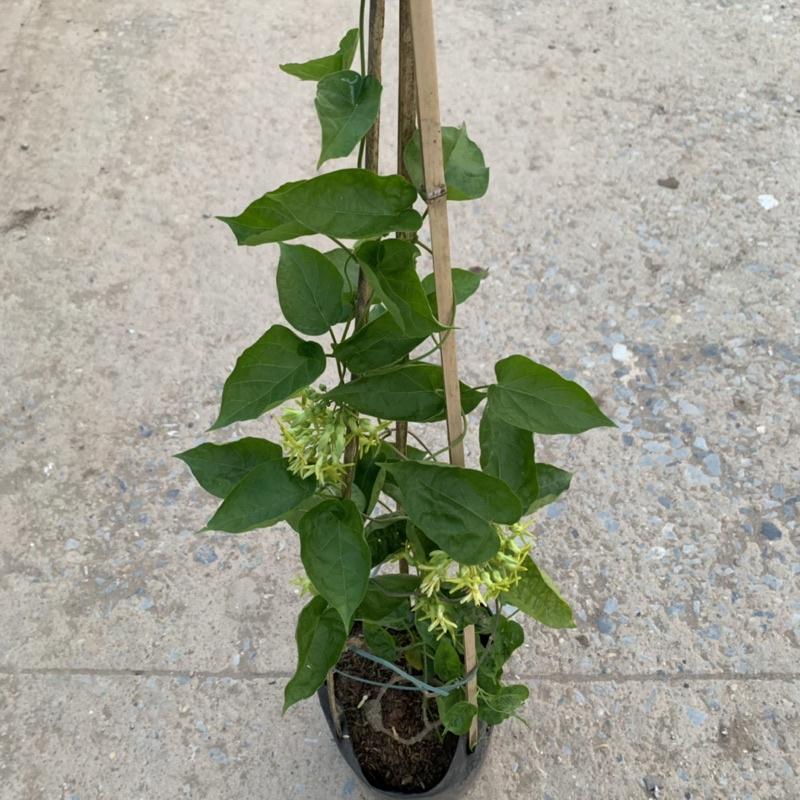 Cây thiên lý leo giàn tường rào dài 55-70cm, trang trí leo ban công và tường rào rất đẹp