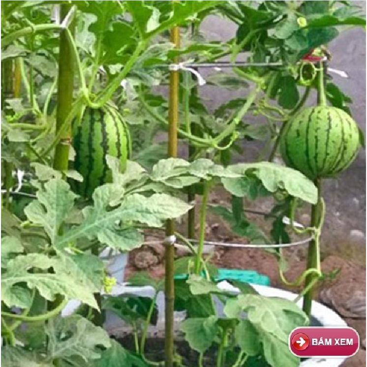 Hạt giống dưa hấu ruột vàng F1 KNS3342 - Gói 10 hạt