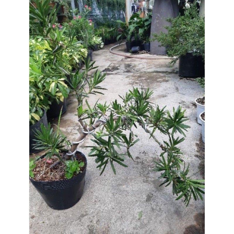 Tùng La Hán mini bonsai để bàn