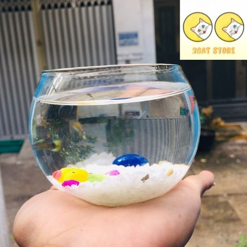 Chậu thủy tinh mini , bể cá mini tròn 10cm
