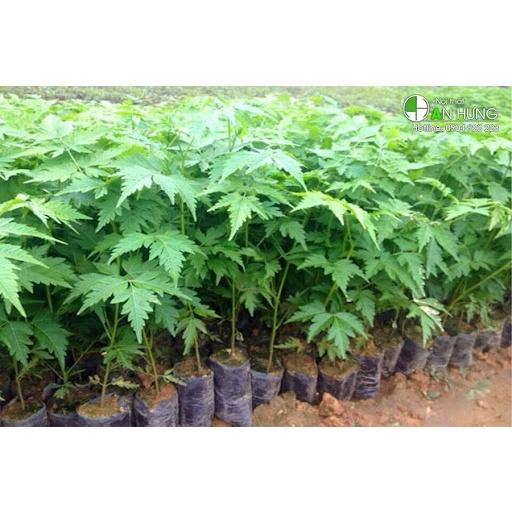 500 GRAM HẠT GIỐNG CÂY XOAN ĐÀO
