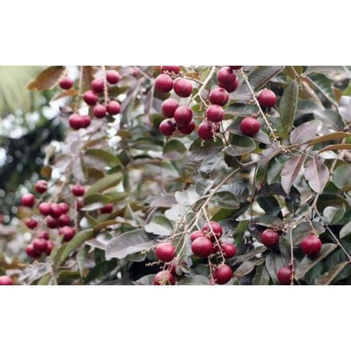 CÂY GIỐNG NHÃN TÍM