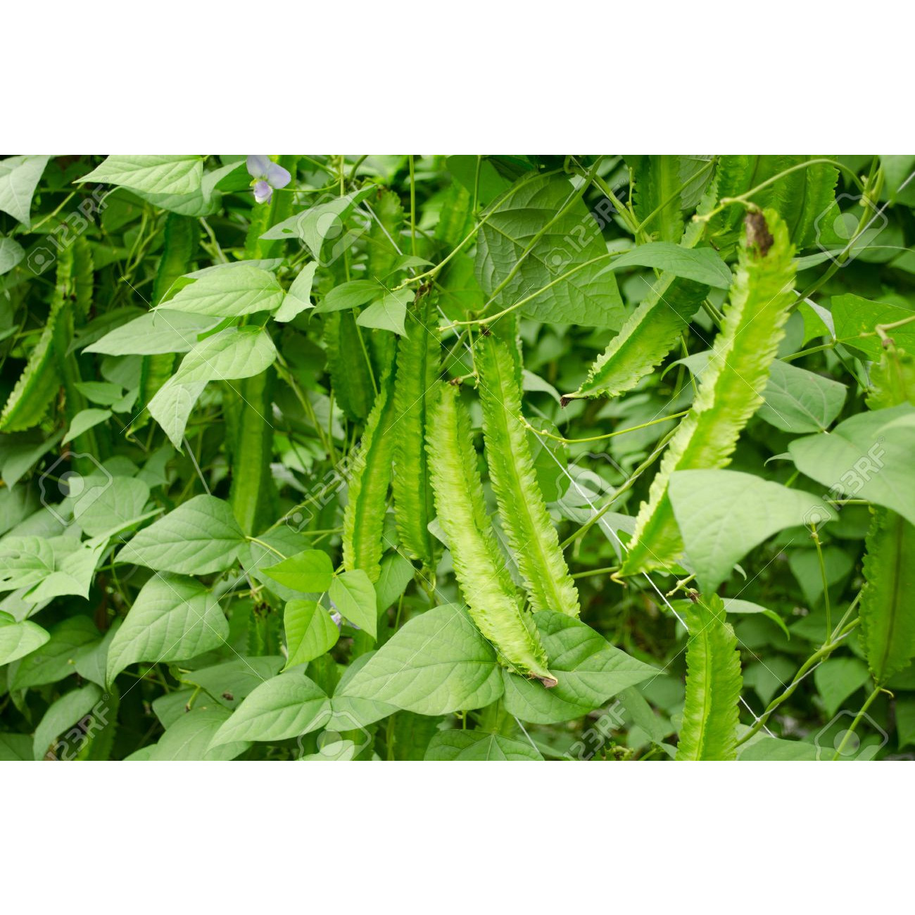 Hạt giống Đậu rồng cao sản 10gr/gói
