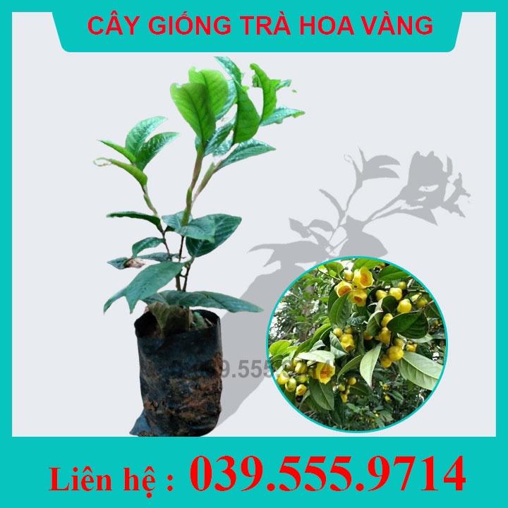 2 Cây Giống Trà Hoa Vàng - Cây Siêu Đẹp Nguyên Bầu