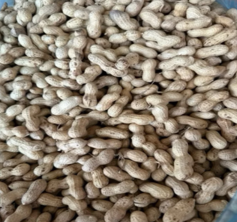 HẠT ĐẬU PHỘNG (LẠC) KHÔ,SẠCH DÙNG CHO CÁC DÒNG VẸT SIZE TO ĂN, RẤT BỔ DƯỠNG