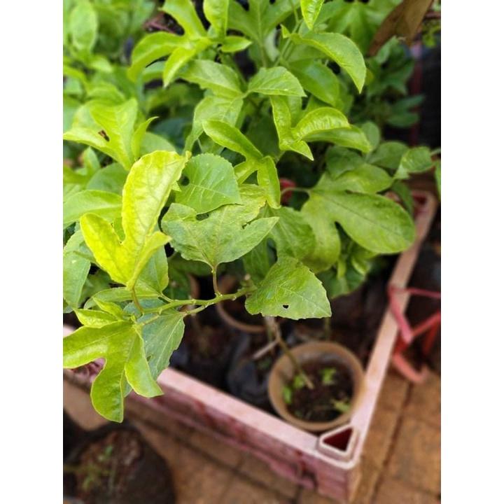 Cây giống chanh dây thái lan
