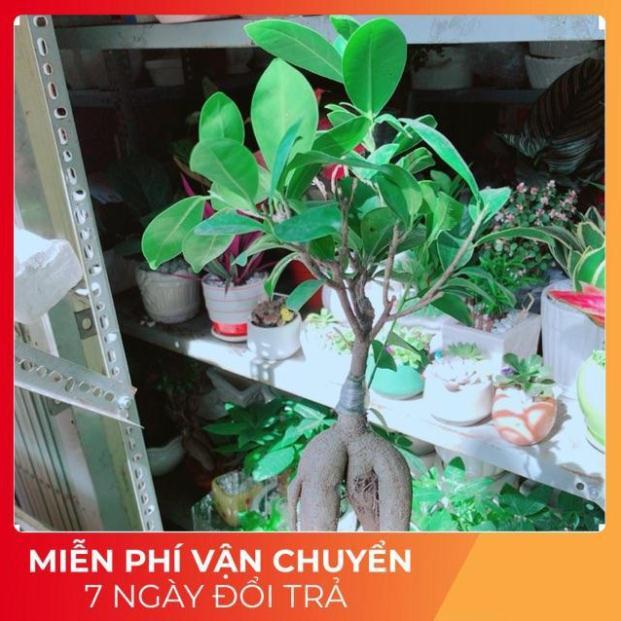 Chậu Si Bonsai