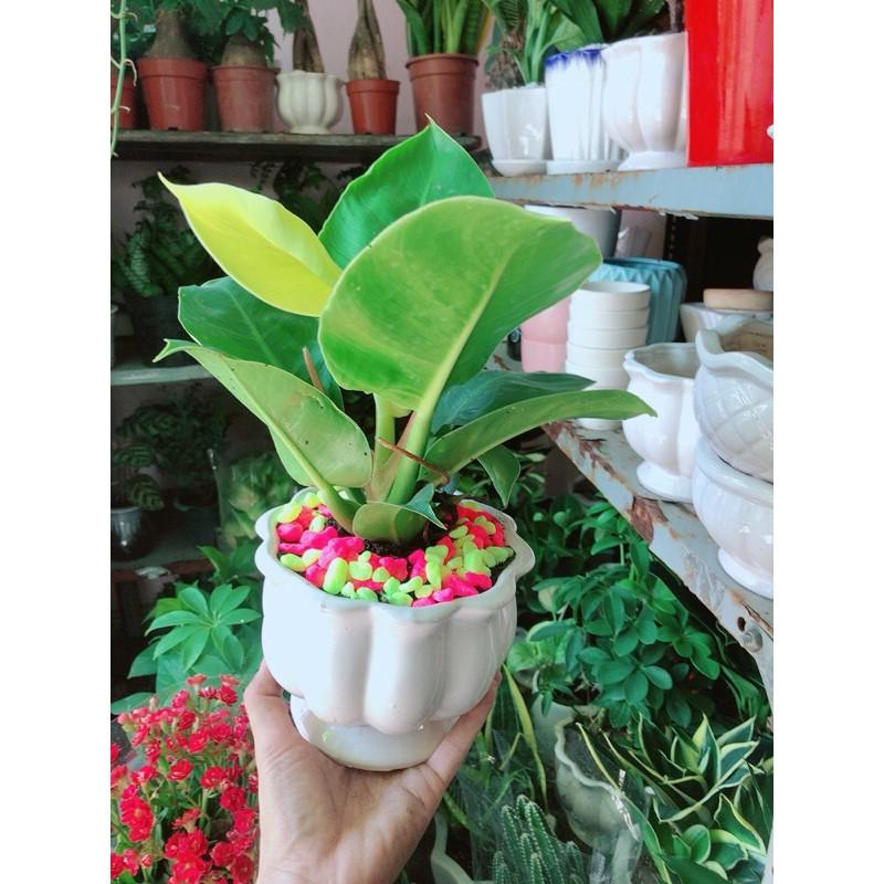 Chậu Trầu Bà Đế Vương Phong Thuỷ Để Bàn