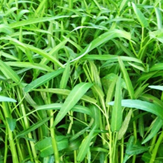 Hạt giống Rau Muốn Lá Tre - Nông Sản Vàng