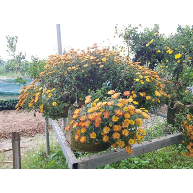 Cúc mâm xôi màu cam vàng -
