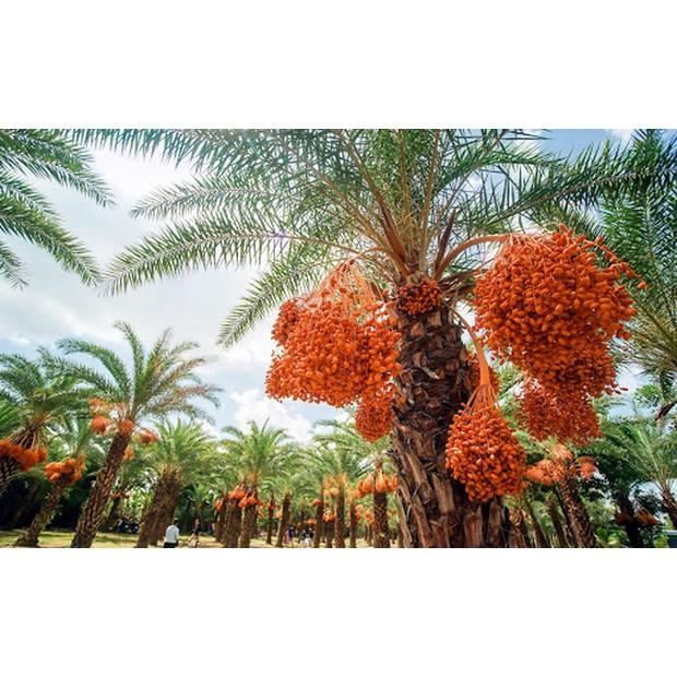 Cây giống Chà Là NAM MỸ Quả đỏ .