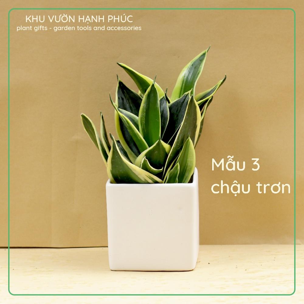 Cây Lưỡi Hổ, để bàn văn phòng, quà tặng, trang trí, dễ trồng